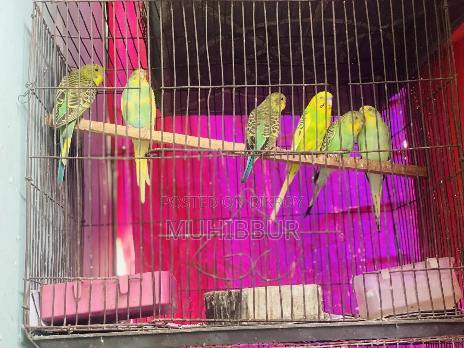 Budgerigar Bird New Adult