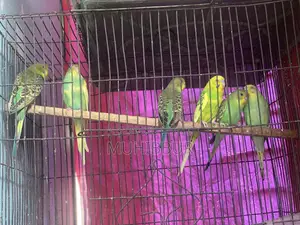 Budgerigar Bird New Adult