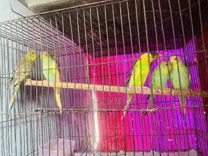 Budgerigar Bird New Adult