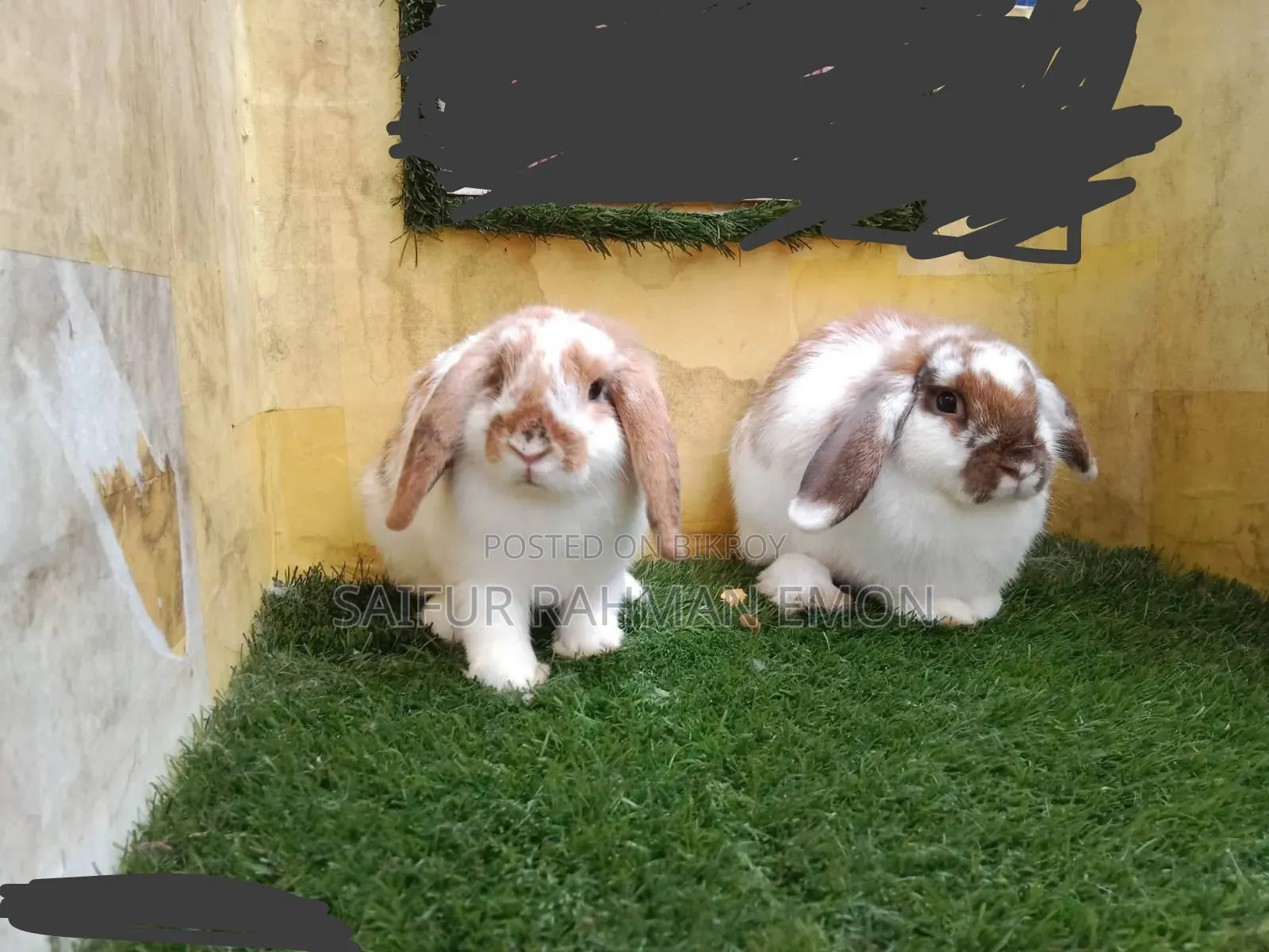 Holland Lop Rabbit