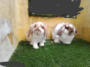 Holland Lop Rabbit