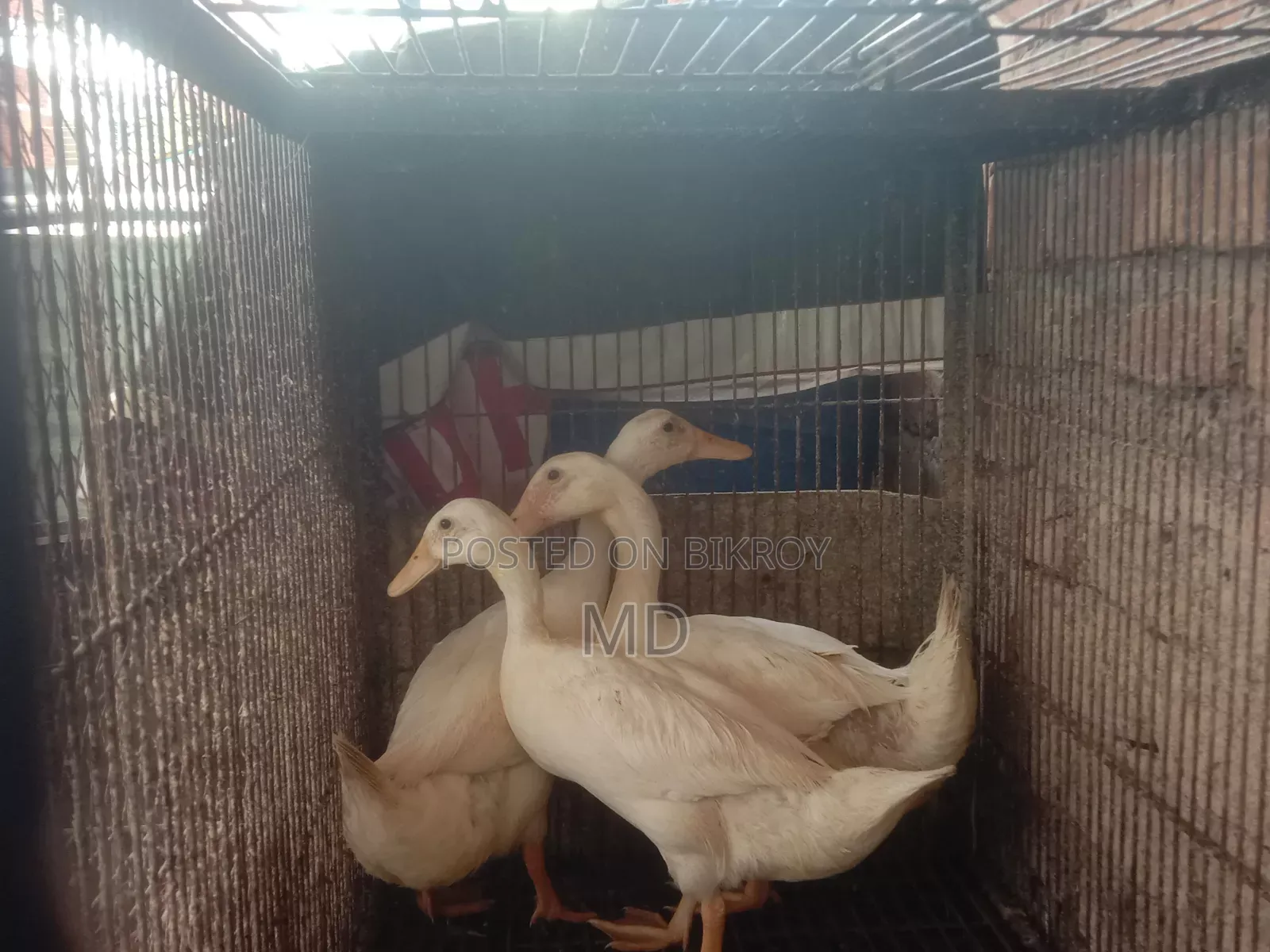 Three Belgian Ducks for Sale