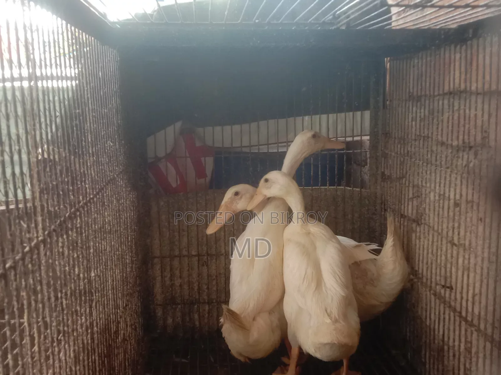 Three Belgian Ducks for Sale