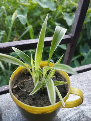 স্পাইডার প্ল্যান্ট