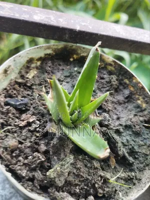 স্পাইডার প্ল্যান্ট