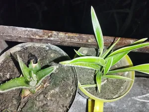 স্পাইডার প্ল্যান্ট
