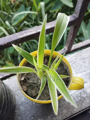 স্পাইডার প্ল্যান্ট