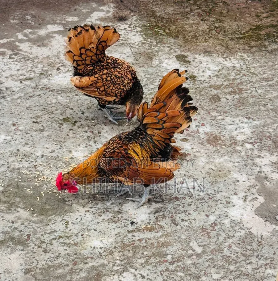 Running Golden Sebright Chicken for Sale