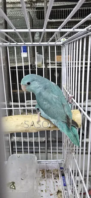 Blue Split Fallow Forpus Semi Adult Female