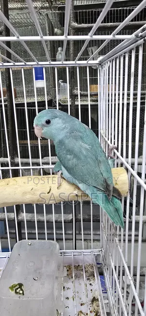 Blue Split Fallow Forpus Semi Adult Female