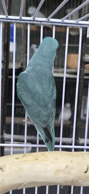 Blue Split Fallow Forpus Semi Adult Female