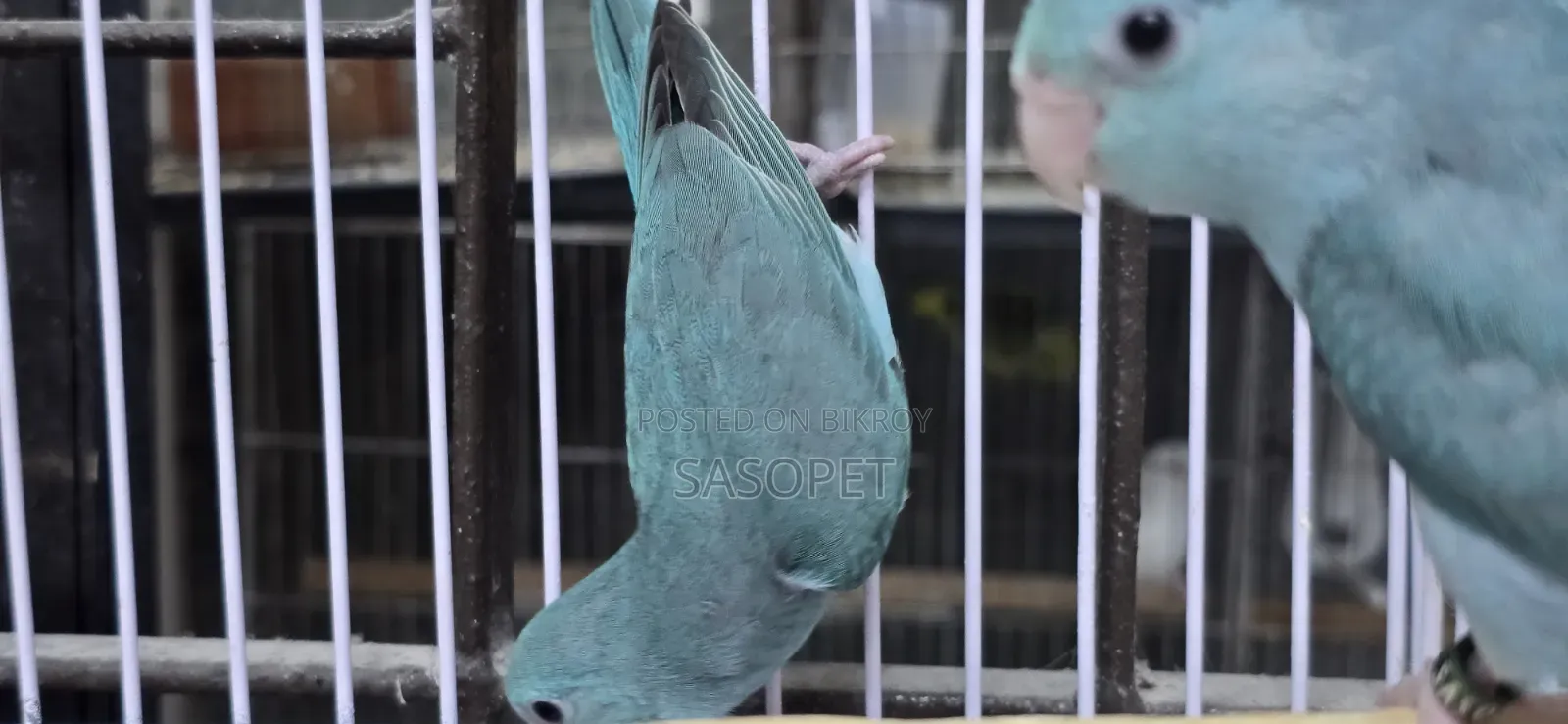 Blue Split Fallow Forpus Semi Adult Female