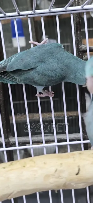 Blue Split Fallow Forpus Semi Adult Female