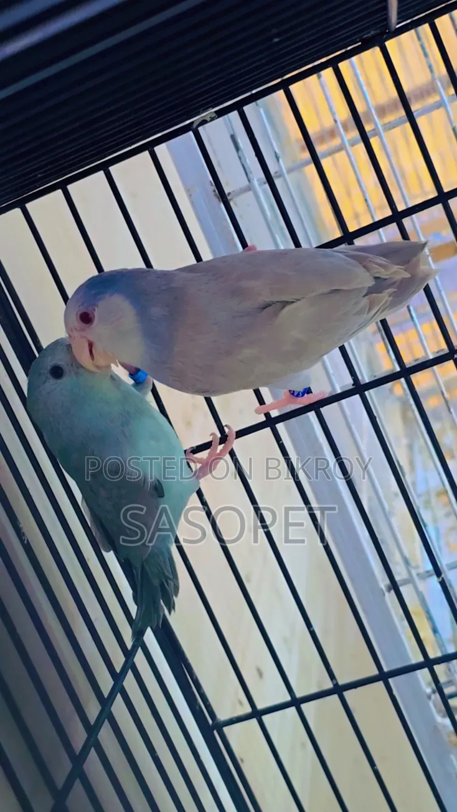 Fallow Pair