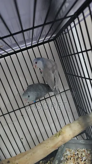 Forpus Fallow Pair
