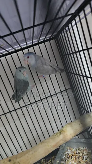 ফোরপাস ফ্যালো পেয়ার