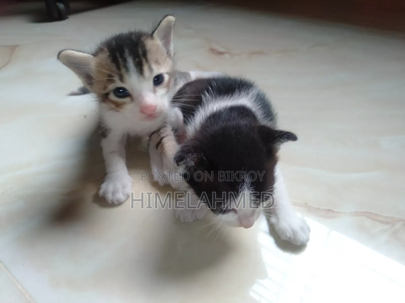 1-3 Months Female Mixed Breed Bengal