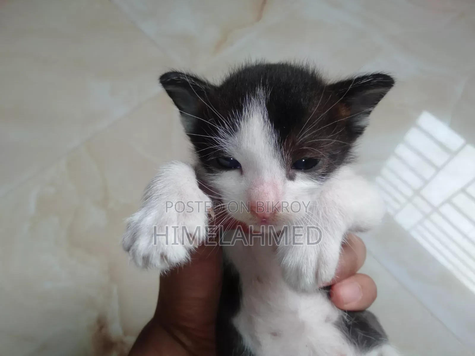 1-3 Months Female Mixed Breed Bengal