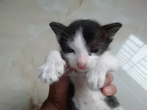 1-3 Months Female Mixed Breed Bengal