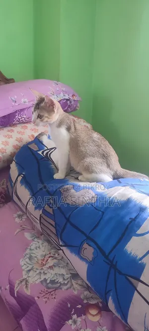 ১-৩ মাস বয়সী পুরুষ মিক্সড ব্রিড পার্সিয়ান