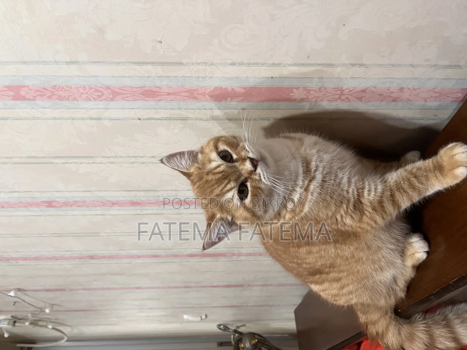 3-6 Months Male Purebred Tabby