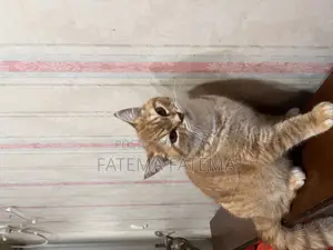 3-6 Months Male Purebred Tabby