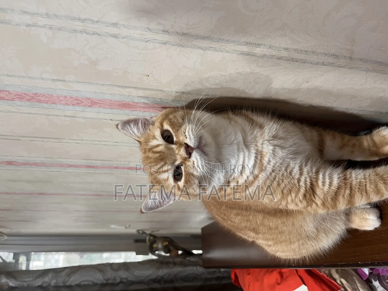 3-6 Months Male Purebred Tabby