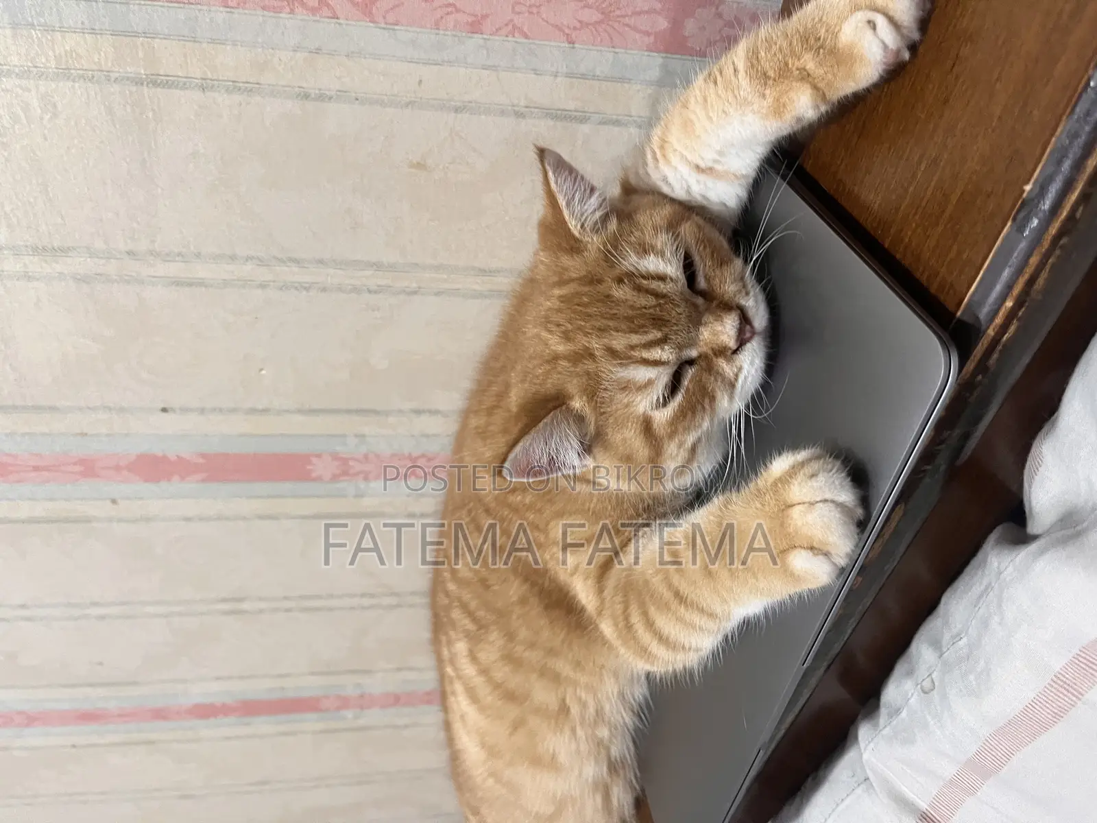 3-6 Months Male Purebred Tabby