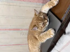3-6 Months Male Purebred Tabby