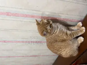 3-6 Months Male Purebred Tabby
