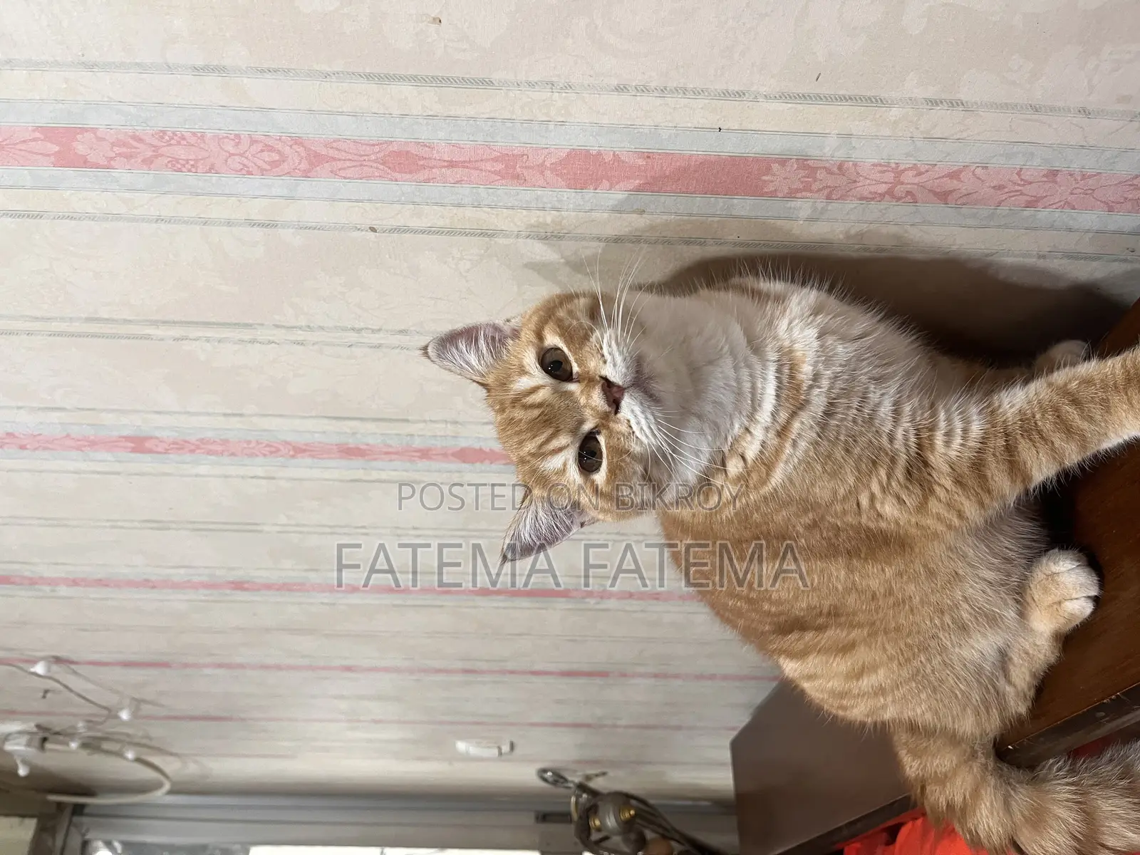 3-6 Months Male Purebred Tabby