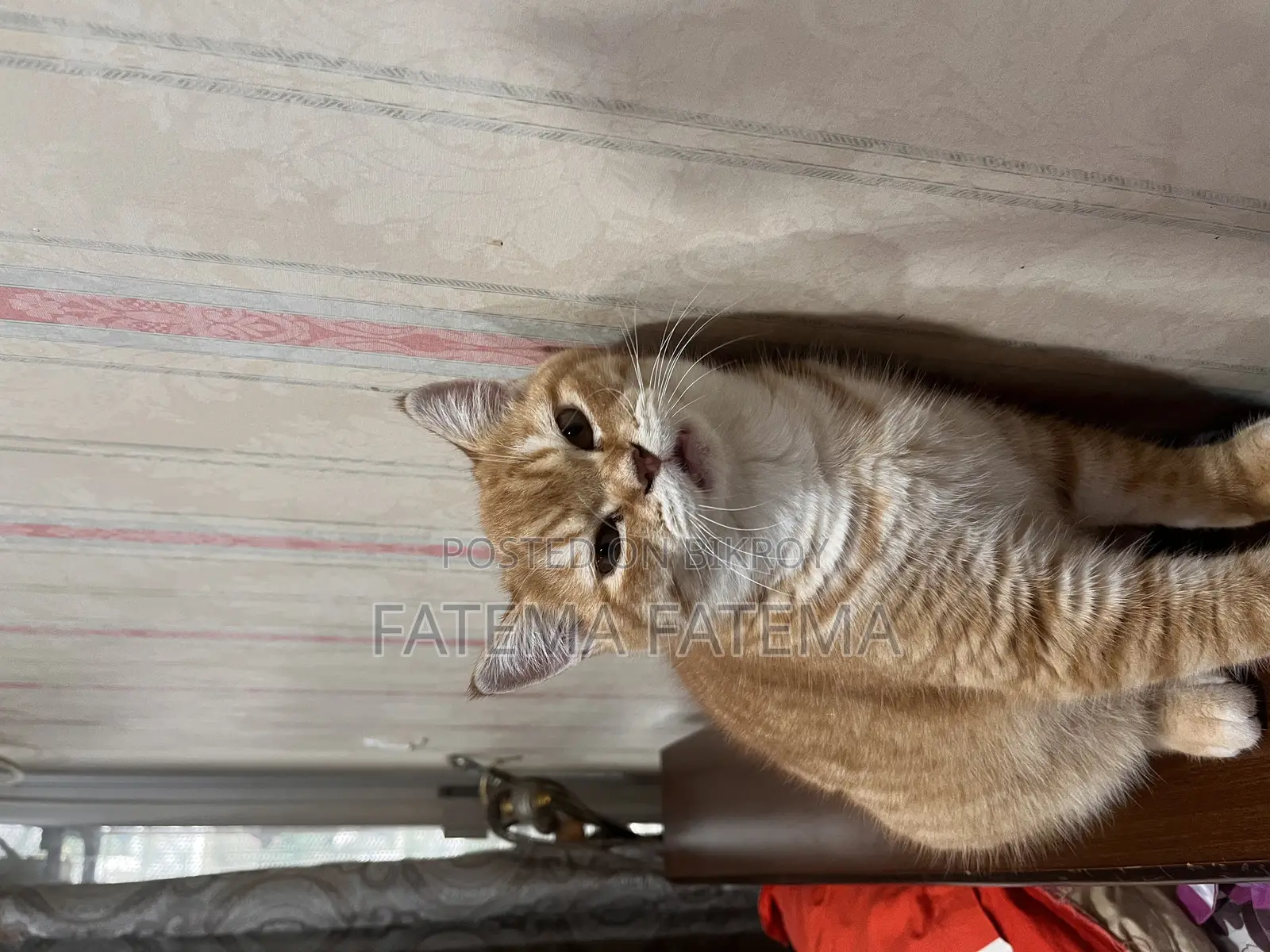 3-6 Months Male Purebred Tabby