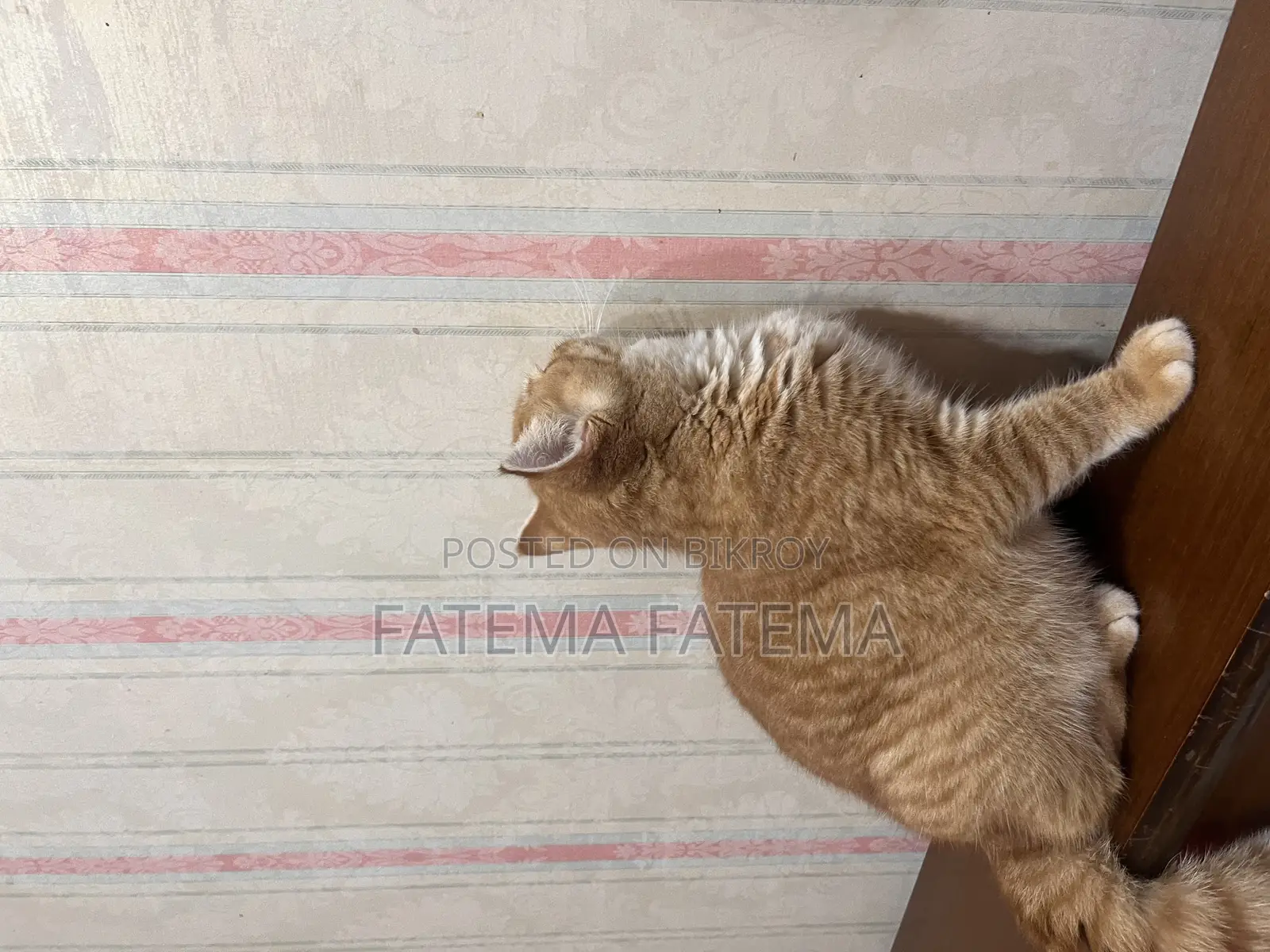 3-6 Months Male Purebred Tabby