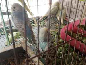 5 Piece Budgie for Sale