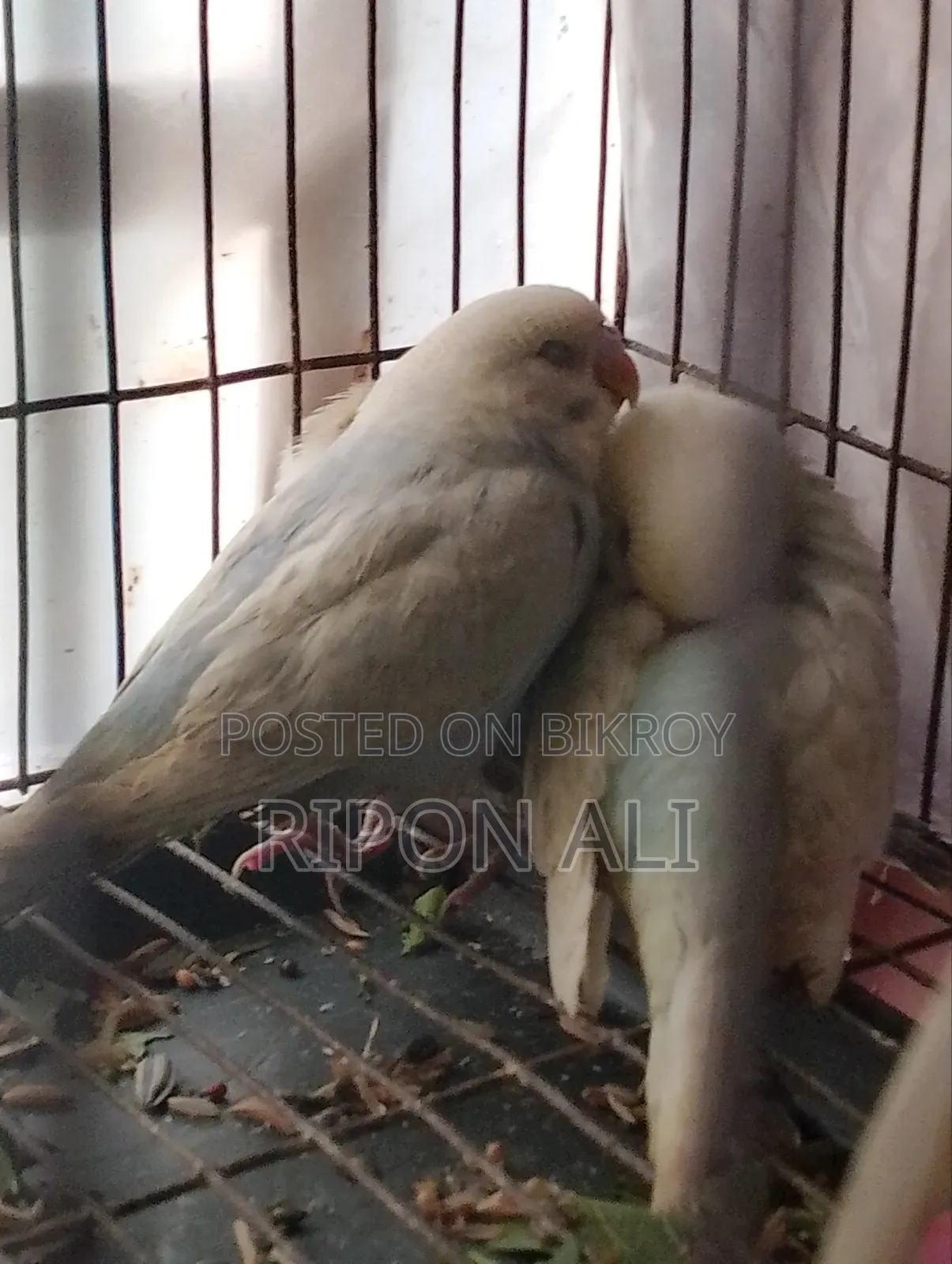 5 Piece Budgie for Sale