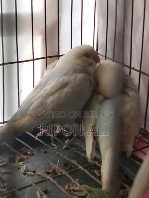 5 Piece Budgie for Sale