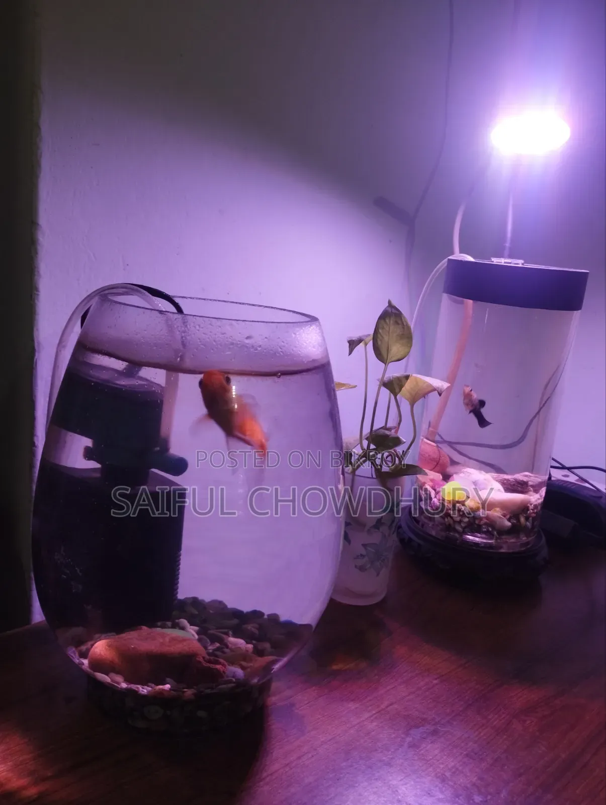 Aquarium Full Setup