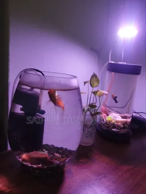 Aquarium Full Setup