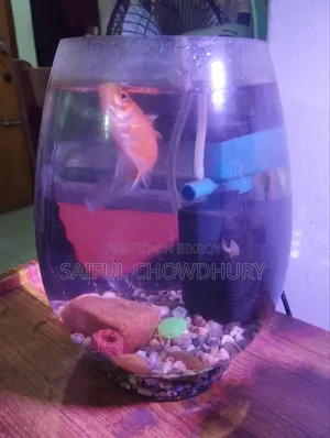 Aquarium Full Setup