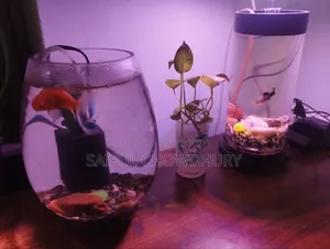 Aquarium Full Setup