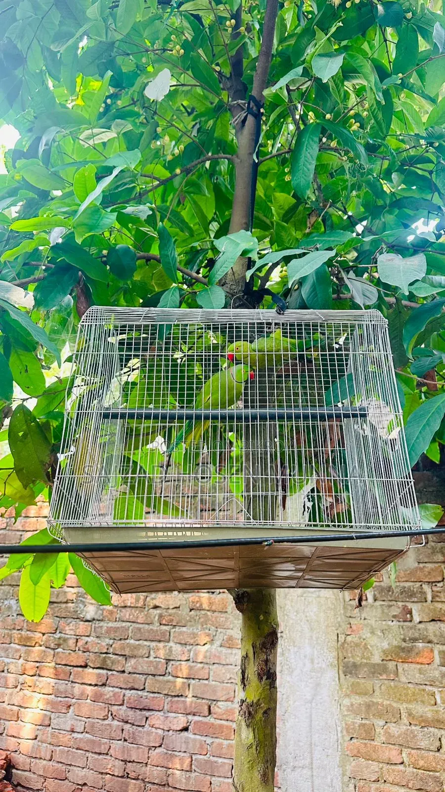 ইন্ডিয়ান রিংনেক টিয়া পাখির জোড়া বিক্রি হবে