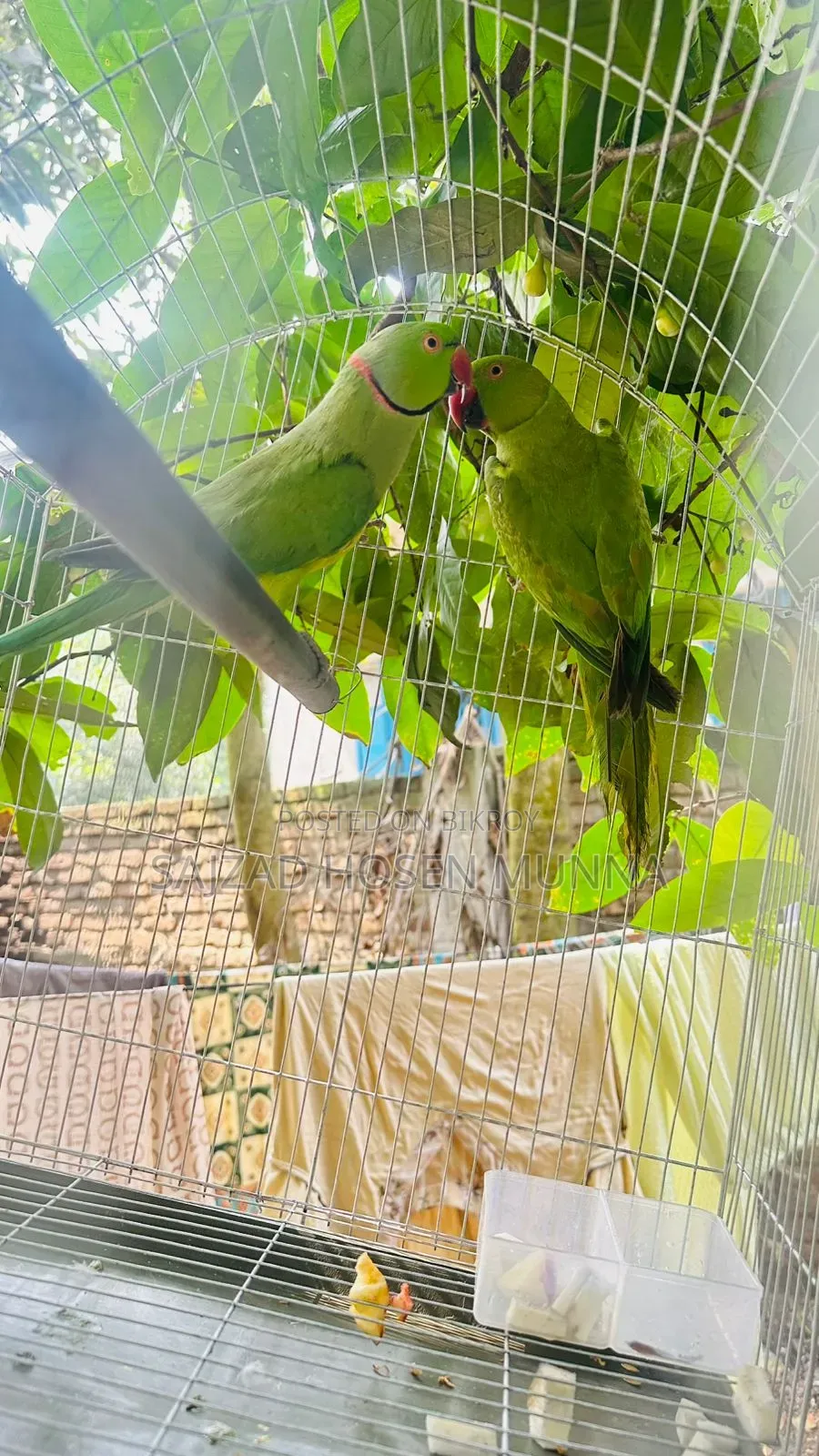 ইন্ডিয়ান রিংনেক টিয়া পাখির জোড়া বিক্রি হবে