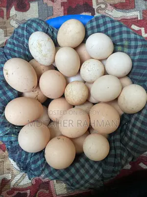 Golden Sebright and European Silkie Hatching Eggs