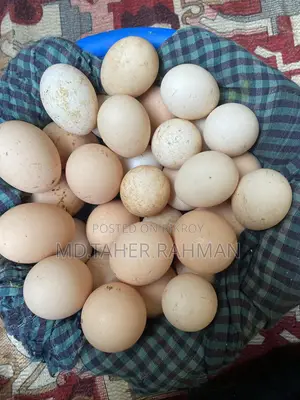 গোল্ডেন সেবরাইট ও ইউরোপিয়ান সিল্কির বীজ ডিম