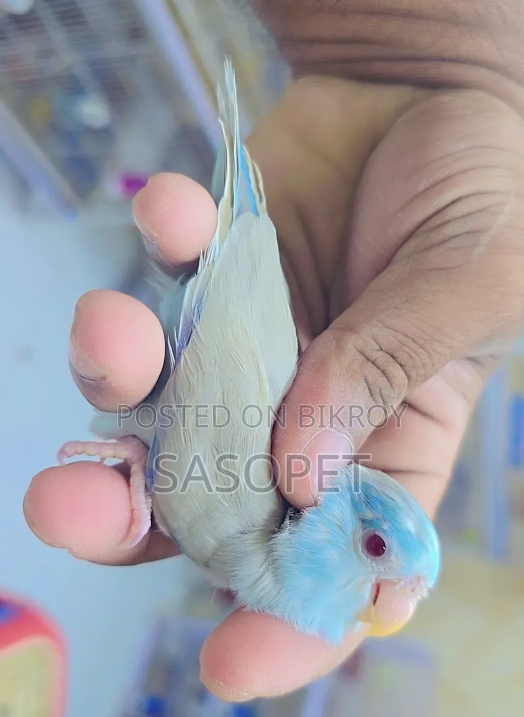 Blue Fallow Male