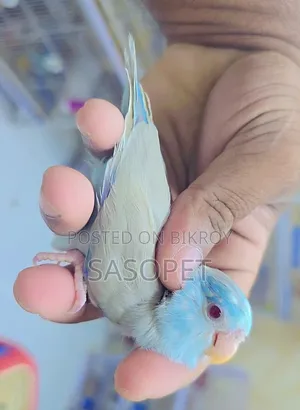 Blue Fallow Male