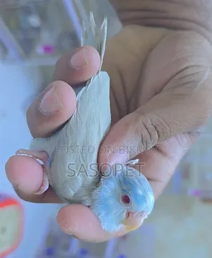 Blue Fallow Male
