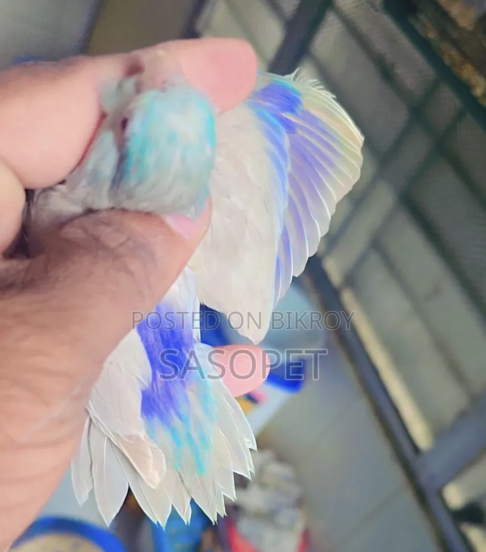 Blue Fallow Male