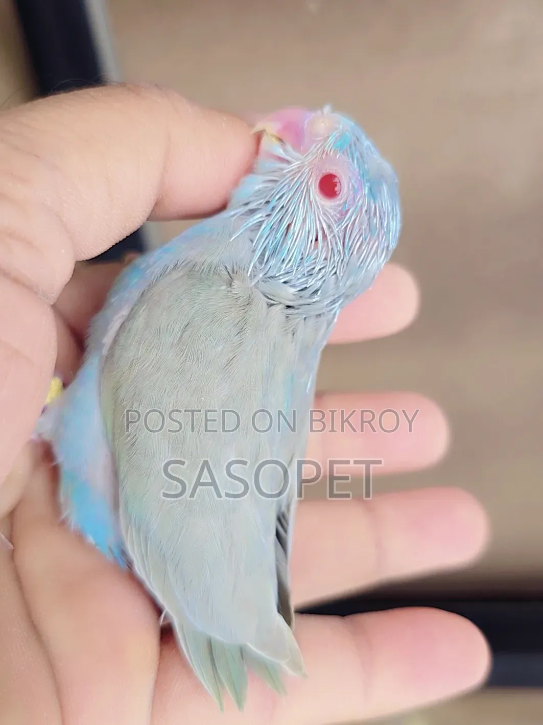 Gray Blue Fallow Female
