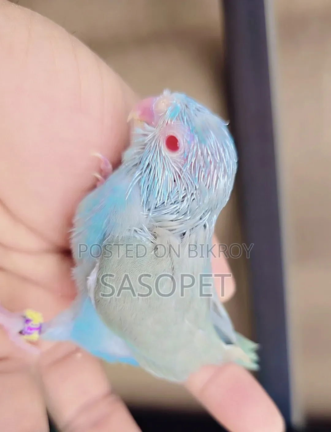 Gray Blue Fallow Female